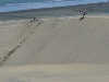 Kids playing in the dunes is OK
