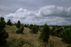 PC00362