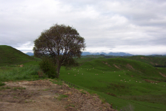 nthwetcoast